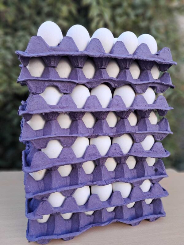 MAPLE HUEVOS MEDIANO X 30 HUEVOS